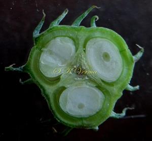  T.S. Ovary
